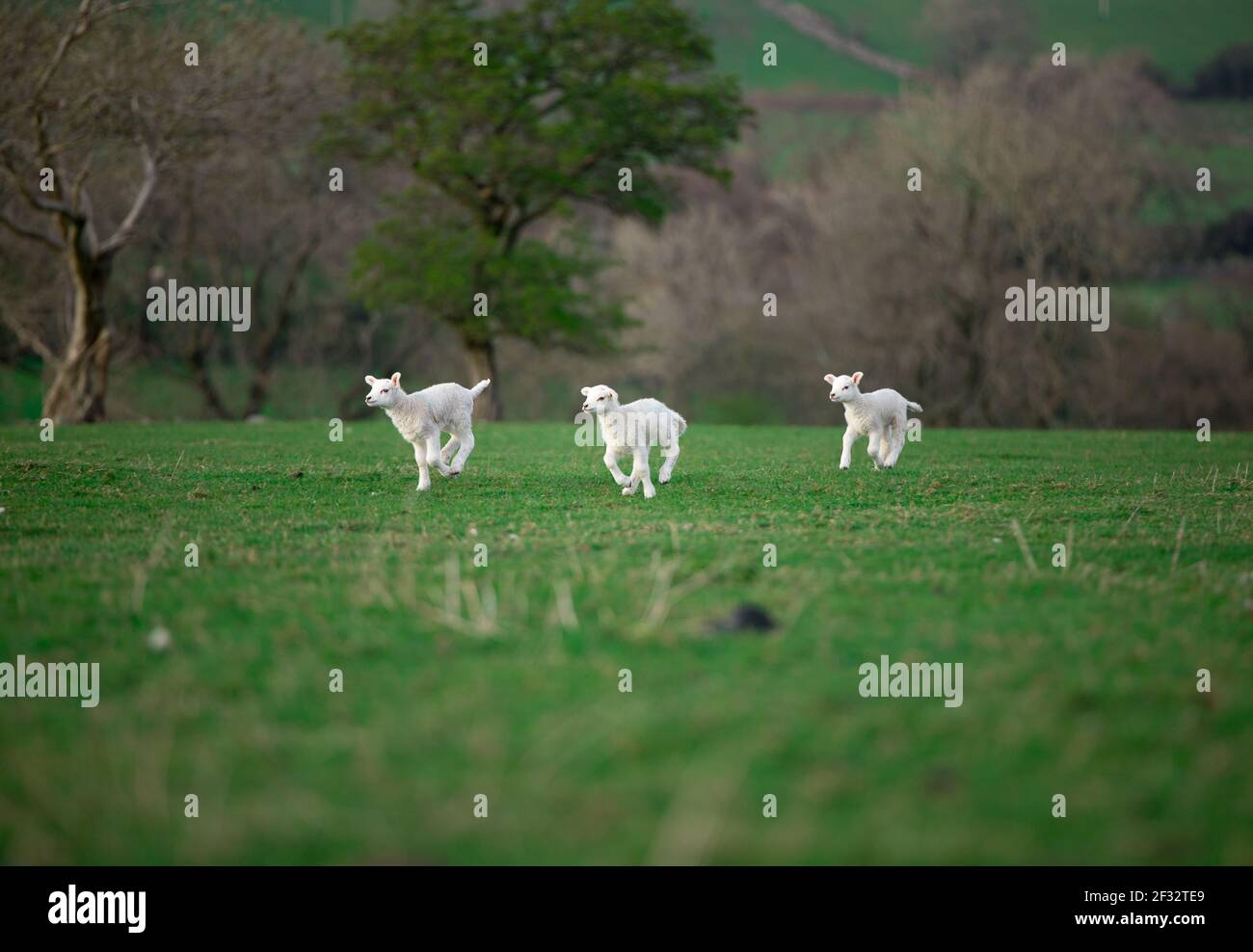 Groupe d'agneaux à ressort texel blancs ensemble dans l'herbe verte champ Banque D'Images