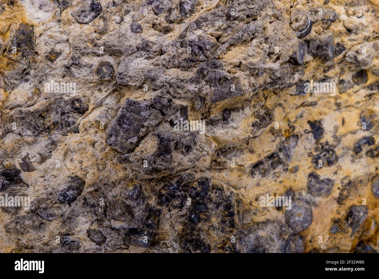 Calcaire aux fossiles de Belemnoïd en gros plan Banque D'Images