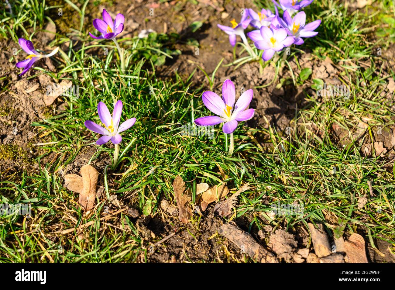 Printemps à Francfort-sur-le-main, Hesse, Allemagne, temps corona. Fleurs crocus violet, crocus, gouttes de neige blanches sur l'herbe verte dans le parc près de la rivière Nidda Banque D'Images