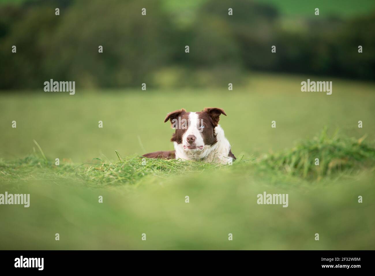 Chien de berger Border collie dans les champs d'herbe verte des prairies Banque D'Images