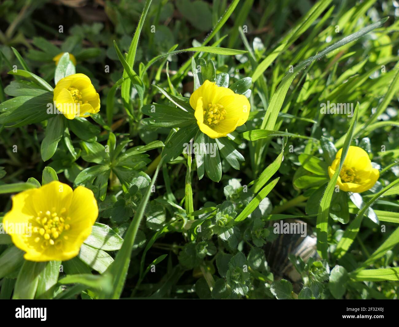 Aconites d'hiver Eranthis hyemalis, hérauts du printemps Banque D'Images