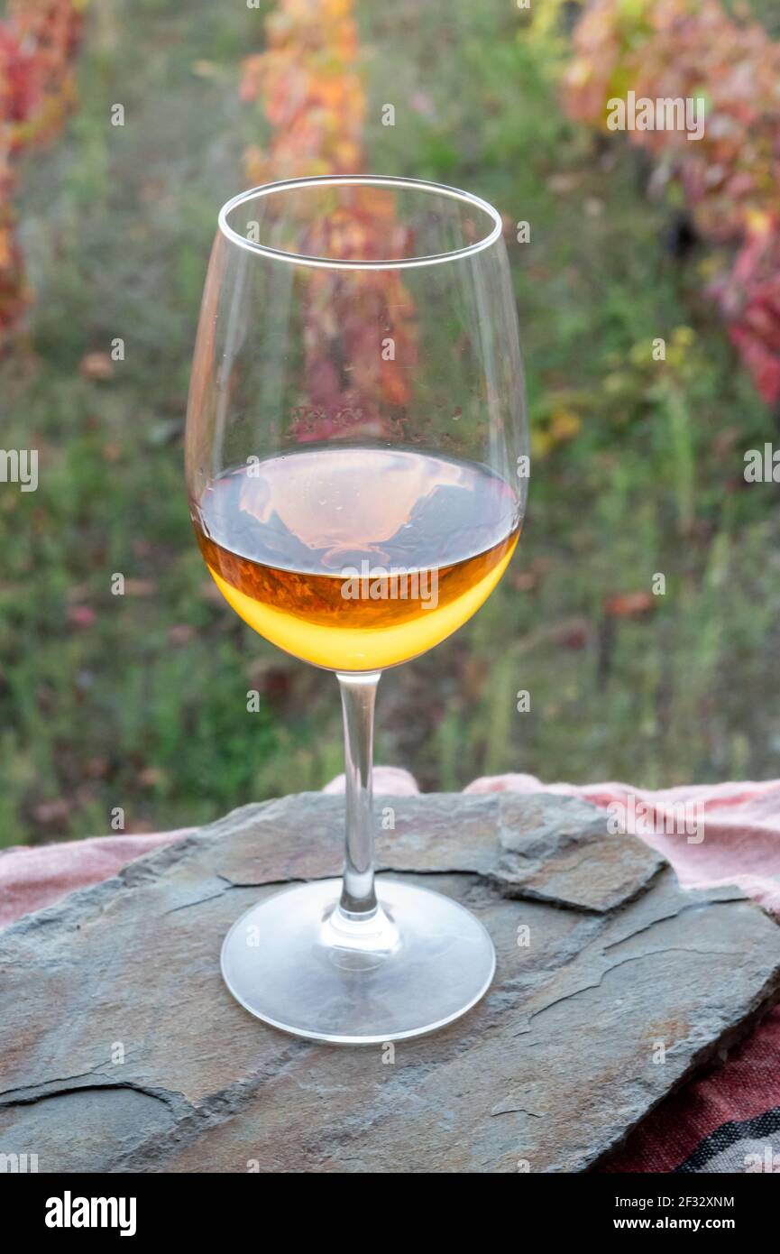 Verre de vin blanc sec portugais, produit dans la vallée du Douro et vieux  vignobles en terrasse colorés sur fond en automne, région viticole du  Portugal Photo Stock - Alamy
