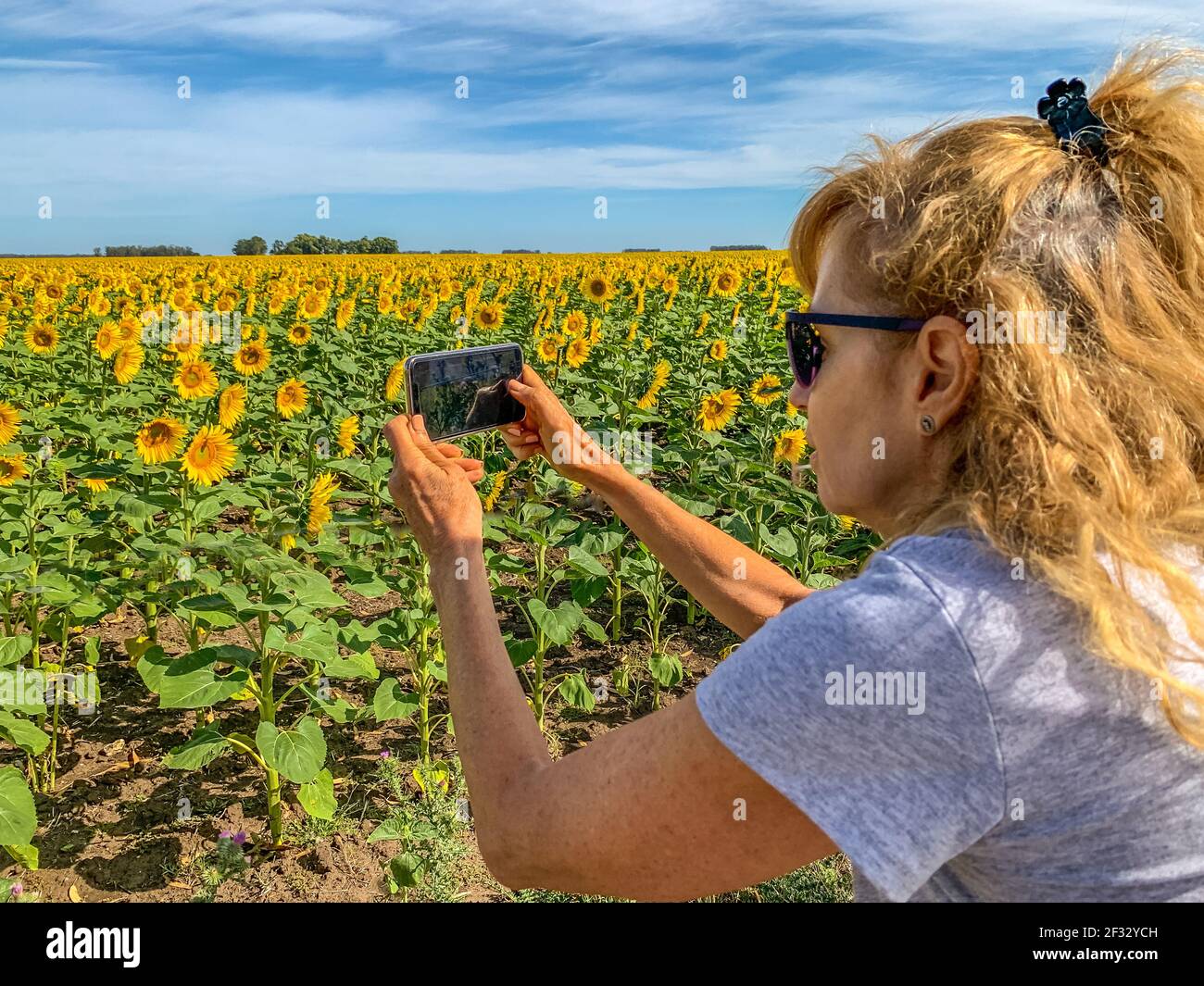 Femme adulte photographiant un champ de fleurs solaires avec un smartphone. Derrière le ciel bleu avec quelques nuages. Banque D'Images