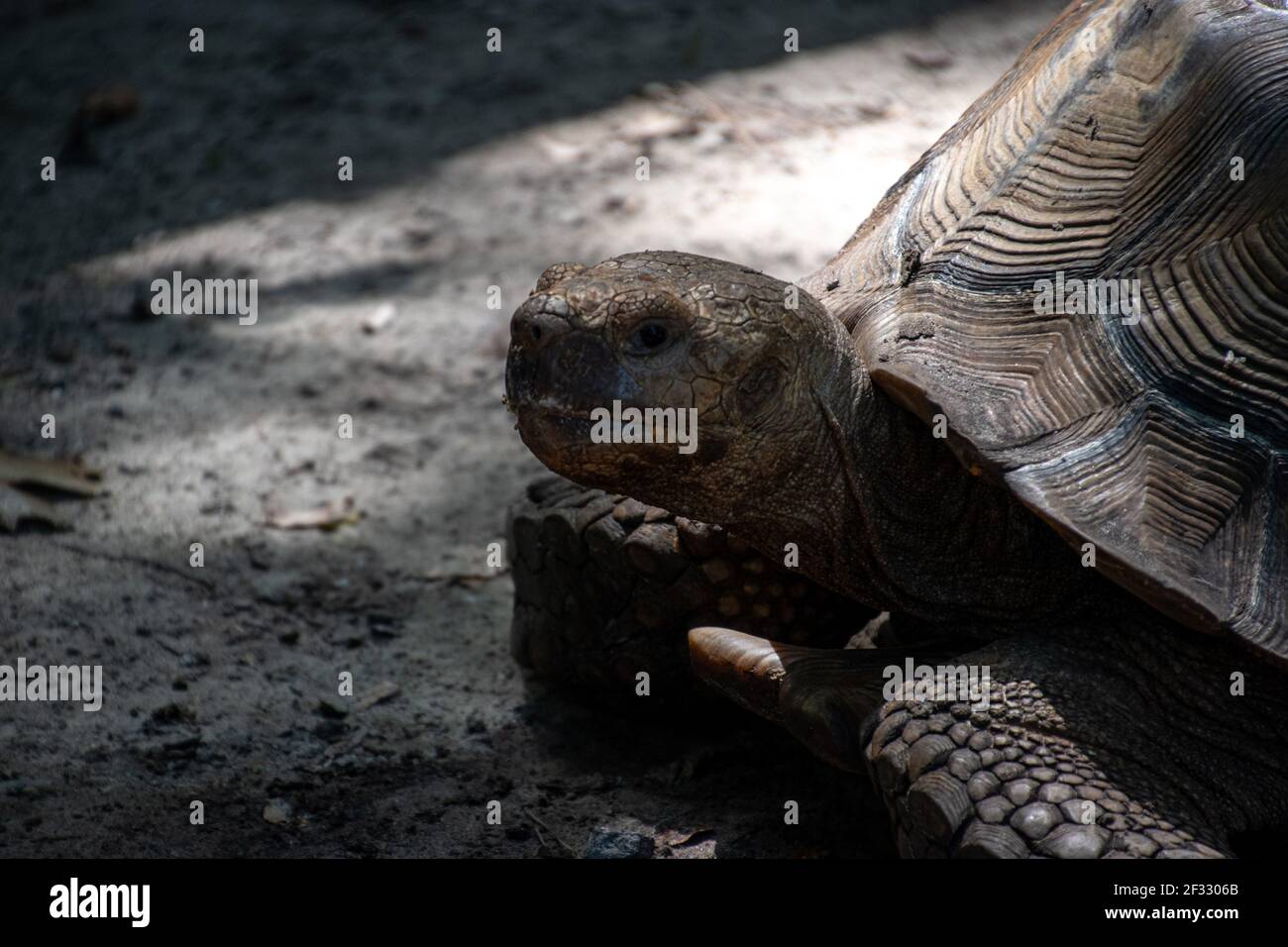 Une tortue unique à l'ombre Banque D'Images