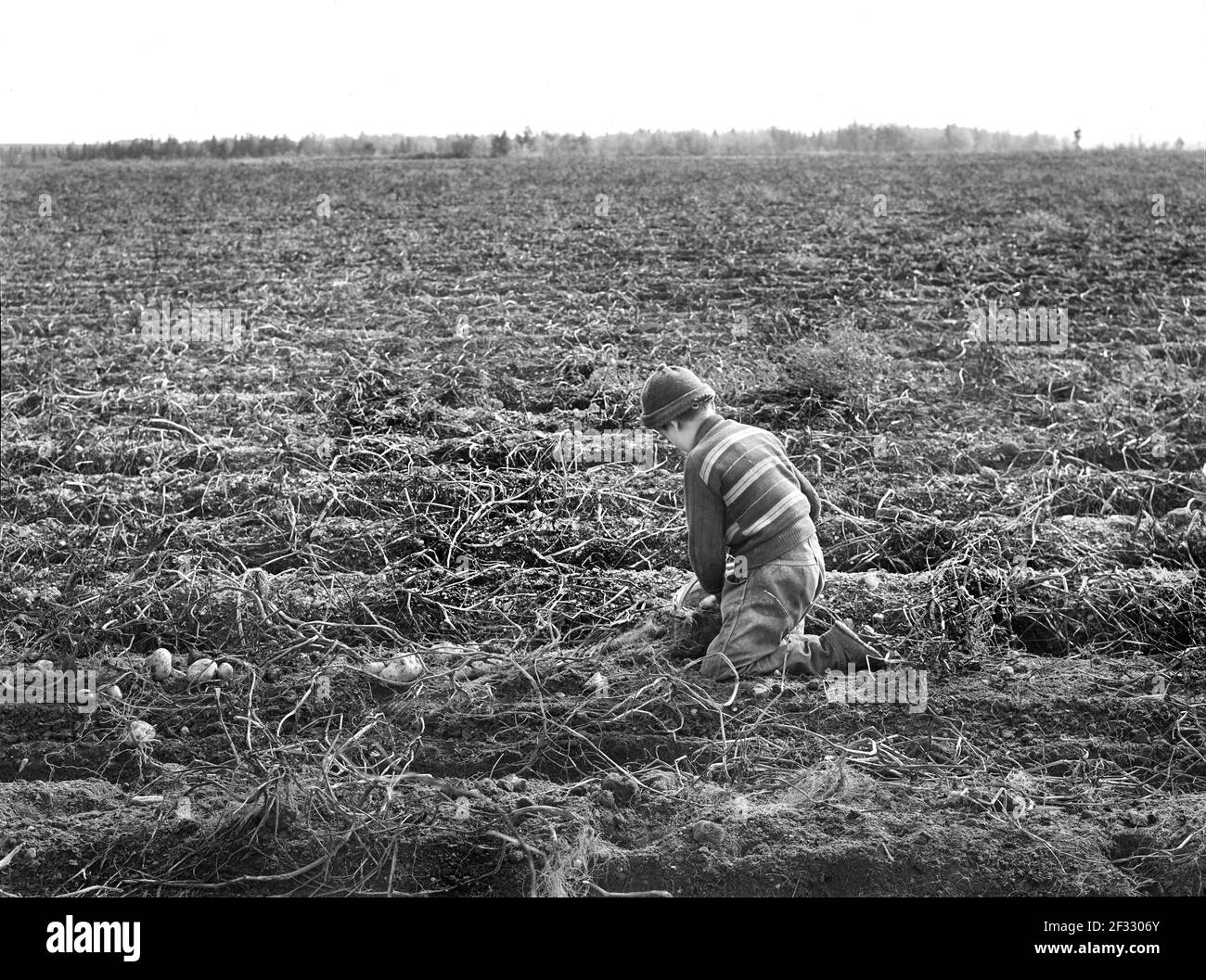Cueillette de pommes de terre par des enfants dans une grande ferme - les écoles ne s'ouvrent pas tant que les pommes de terre ne sont pas récoltées, près de Caribou, Maine, États-Unis, Jack Delano, Administration américaine de la sécurité agricole, octobre 1940 Banque D'Images