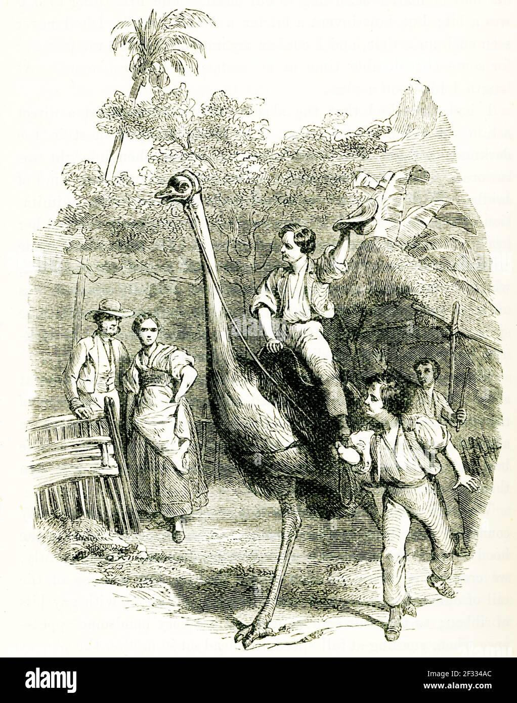 Famille suisse Robinson. La légende est la suivante : « Riding an Ostrich ». La famille suisse Robinson (en allemand: Der Schweizerische Robinson) est un roman de Johann David Wyss, publié pour la première fois en 1812, sur une famille suisse d'immigrants dont le navire en route vers Port Jackson, en Australie, va bien sûr et est naufragé dans les Indes orientales Banque D'Images