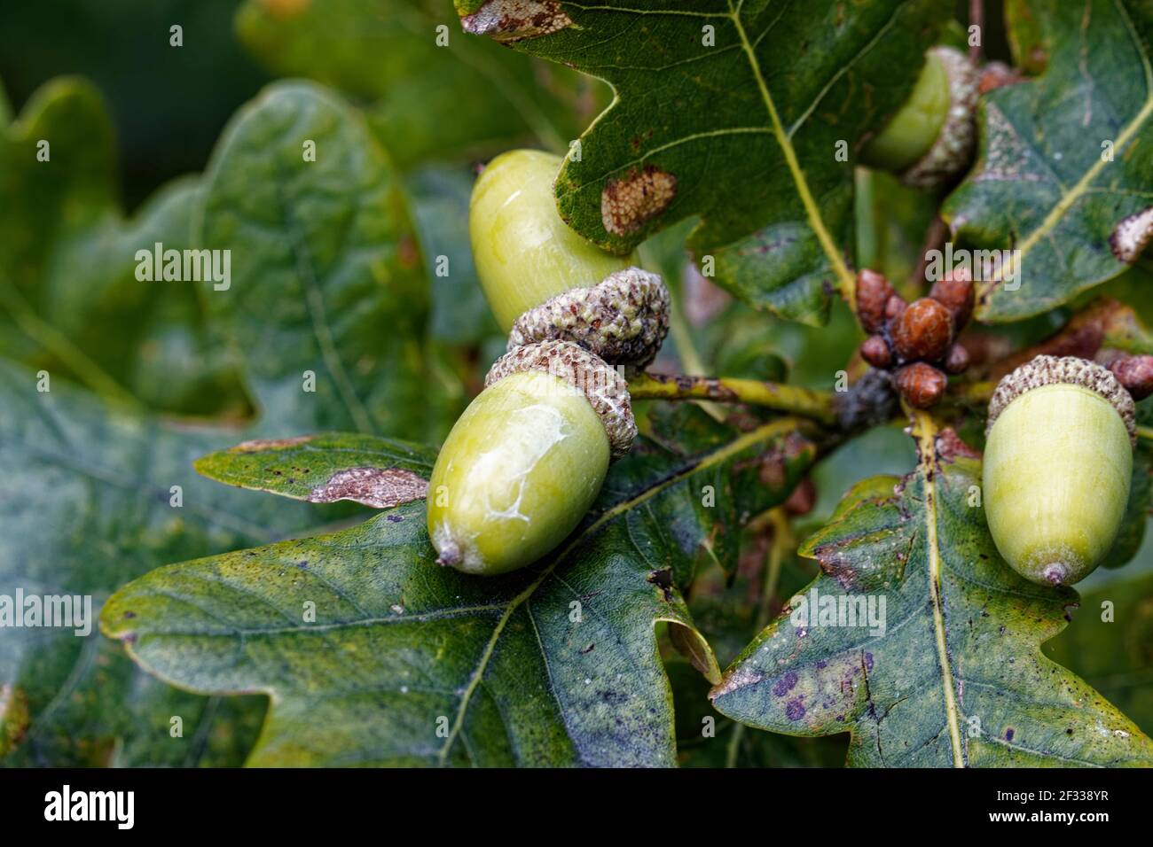 L'corne, ou oaknut, est la noix des chênes et de leurs proches parents (genres Quercus et Lithocarpus, de la famille des Fagaceae). Banque D'Images