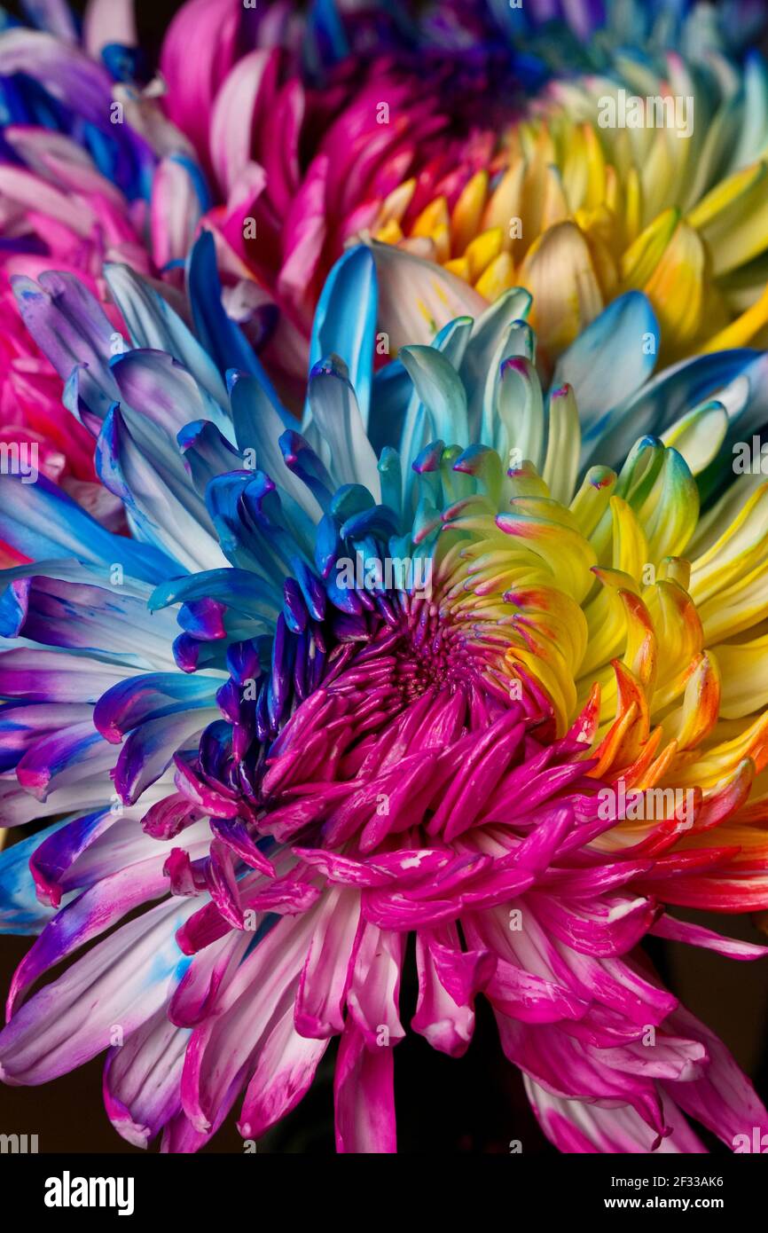 un gros plan d'une fleur colorée. Banque D'Images