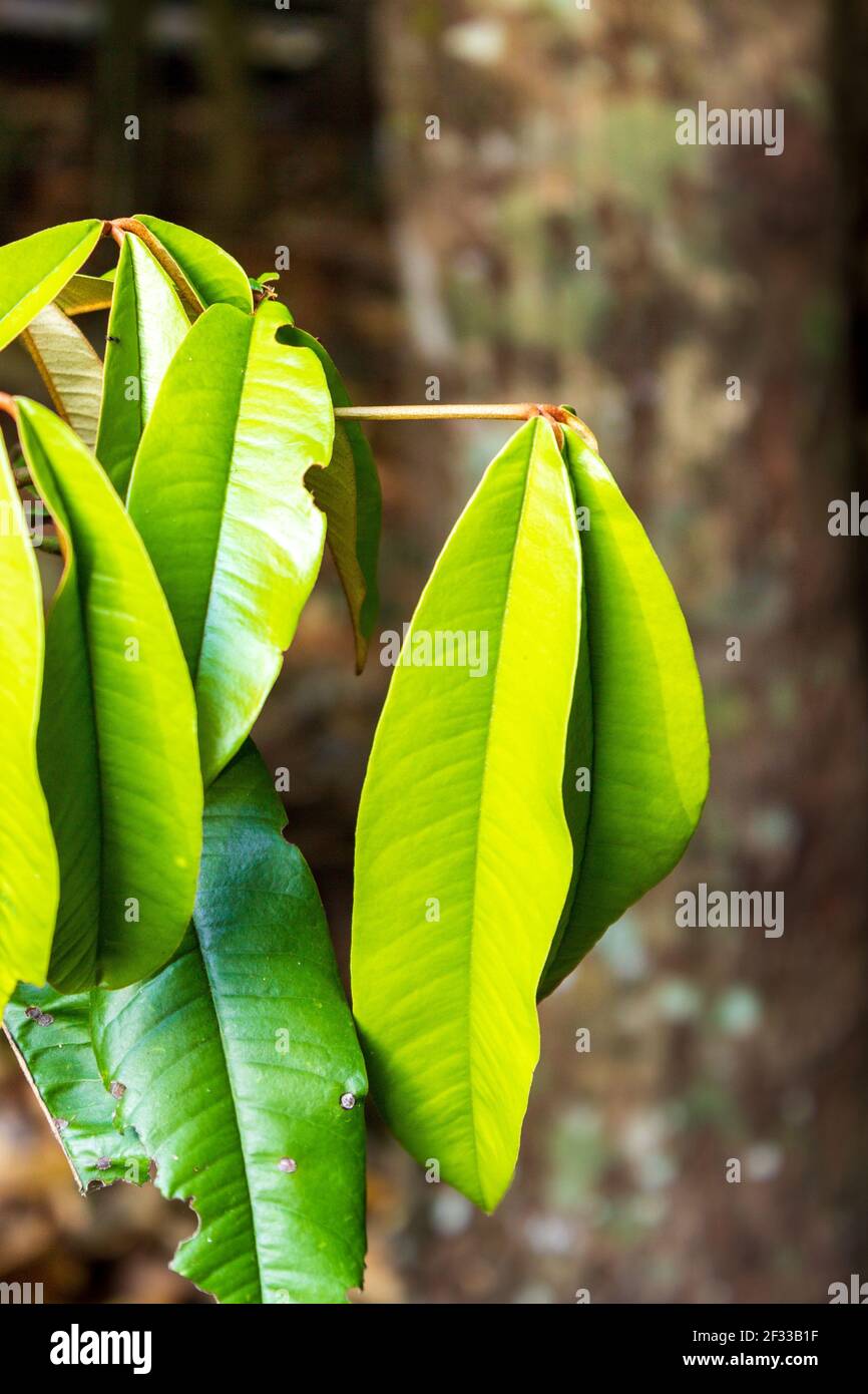 Des feuilles jaunes vertes sont accrochées en groupes dans la forêt tropicale de Daintree près de Cairns, Queensland, Australie. Banque D'Images