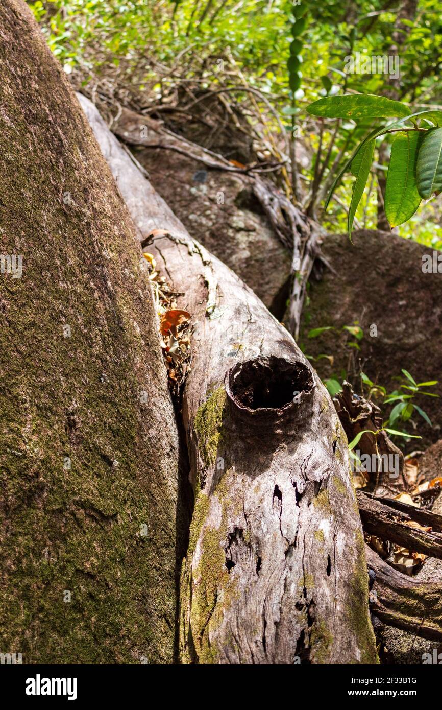 Un arbre déchu s'encadre autour d'un rocher dans la jungle de l'île Fitzroy en Australie, au large de la côte du Queensland. Banque D'Images