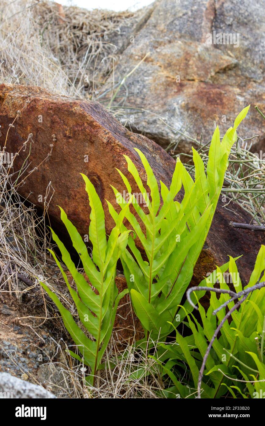 Les fougères jaunes vertes comme les plantes ressort des environs arides près de Rex Lookout, sur la Captain Cook Highway dans le Queensland, en Australie. Banque D'Images