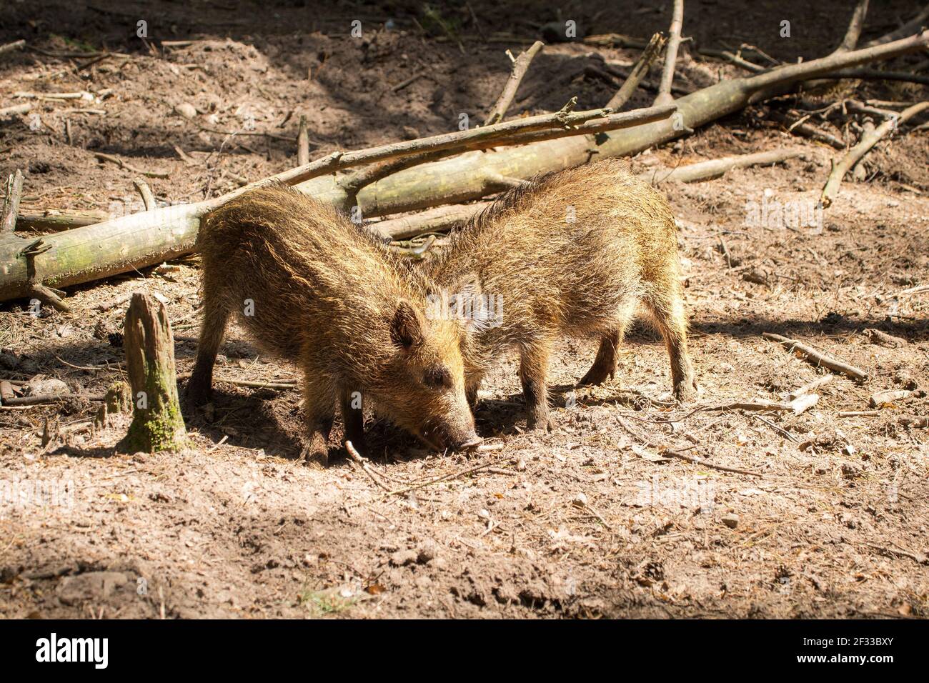 Une belle photo de deux baby-boars qui raillent la boue masse Banque D'Images Une belle photo de deux baby-boars qui raillent la boue masse Banque D'Images