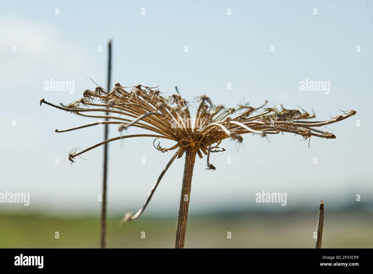 Fleurs séchées contre le ciel bleu en haute résolution Banque D'Images