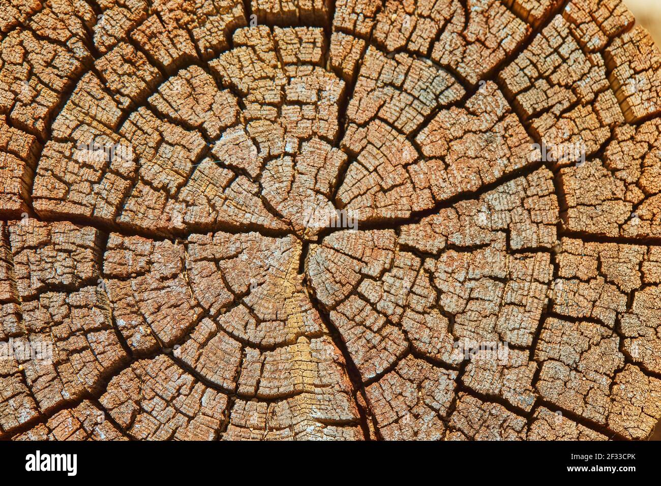 Arrière-plan, texture du vieux arbre de chanvre en haute résolution Banque D'Images