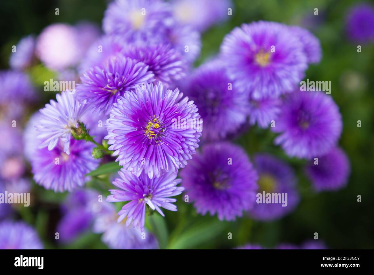 Fleurs violettes d'amers italiens, pâquerette de Michaelmas (Starwort  italien, Aster d'automne, fleur violette Photo Stock - Alamy