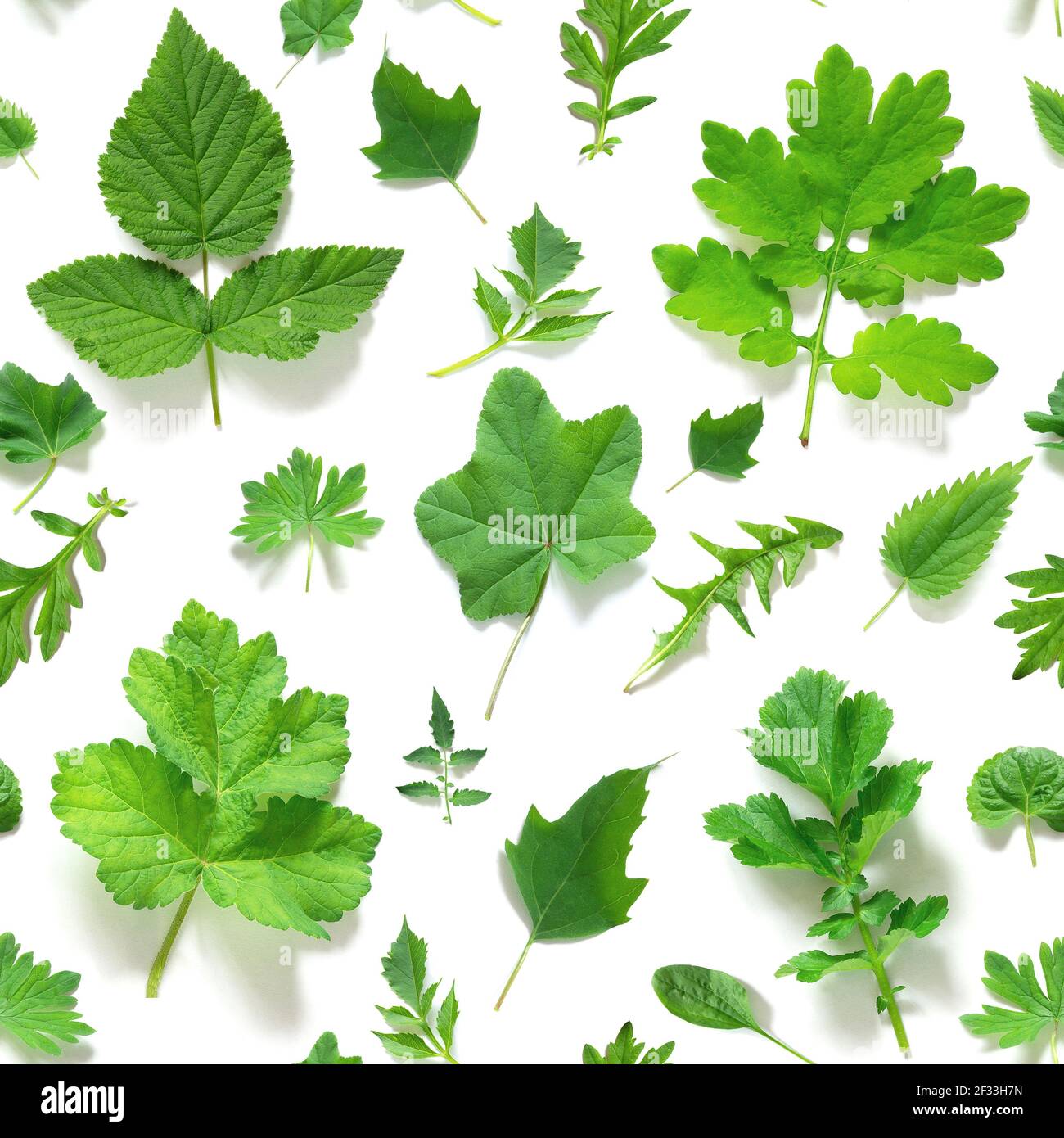 Motif sans couture de diverses feuilles vertes naturelles sur fond blanc, comme toile de fond ou texture. Papier peint printemps et été pour votre design. Vue de dessus F Banque D'Images