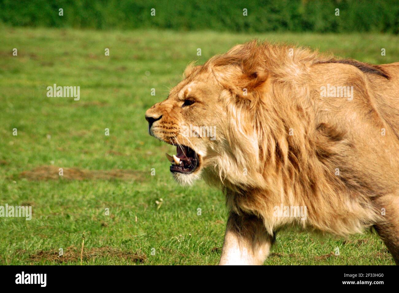 Lion Roaring 'Panthera Leo', harnade de lion africain. Un lion mâle hurlant alors qu'il tache une lionne. Banque D'Images