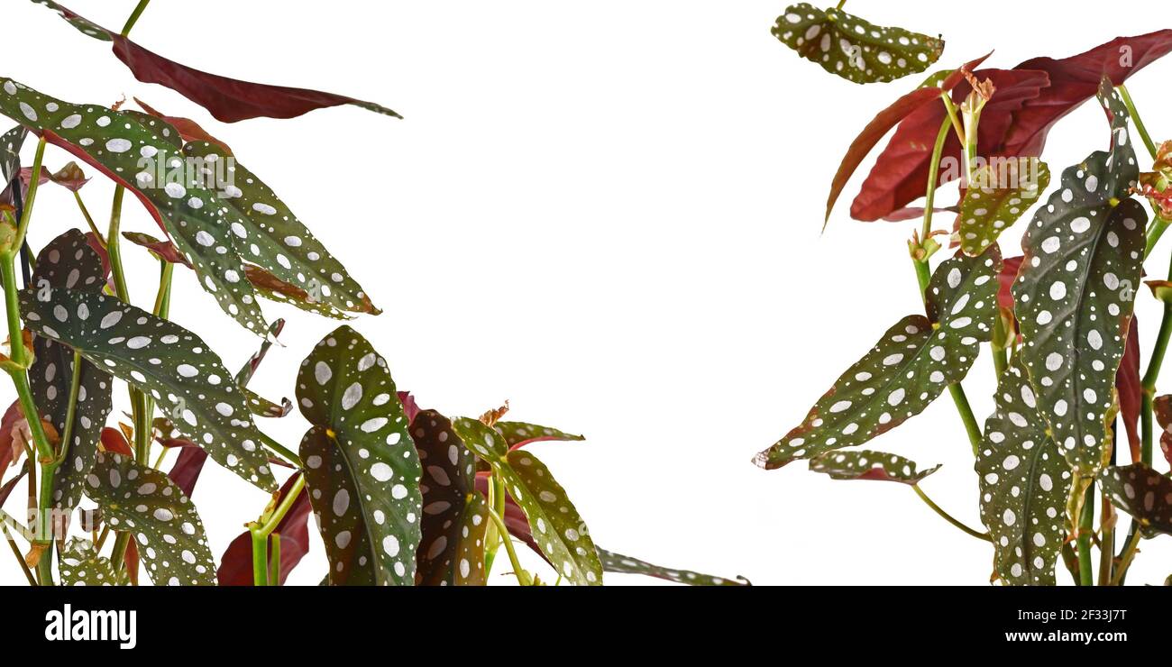 Banderole avec feuilles de la maison de 'Begonia maculata' avec des points blancs isolé sur fond blanc Banque D'Images
