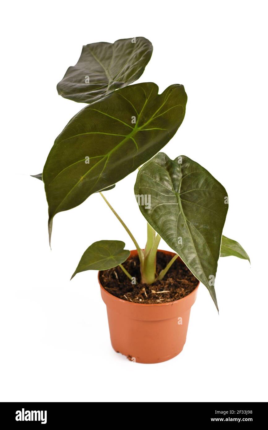 Plante maison exotique 'Alocasia Wentii' dans un pot de fleurs isolé sur blanc arrière-plan Banque D'Images