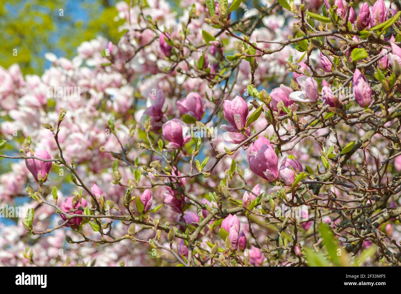 Magnifique magnolia en fleurs. Les pétales roses délicats sont illuminés par le soleil de printemps. Gros plan Banque D'Images