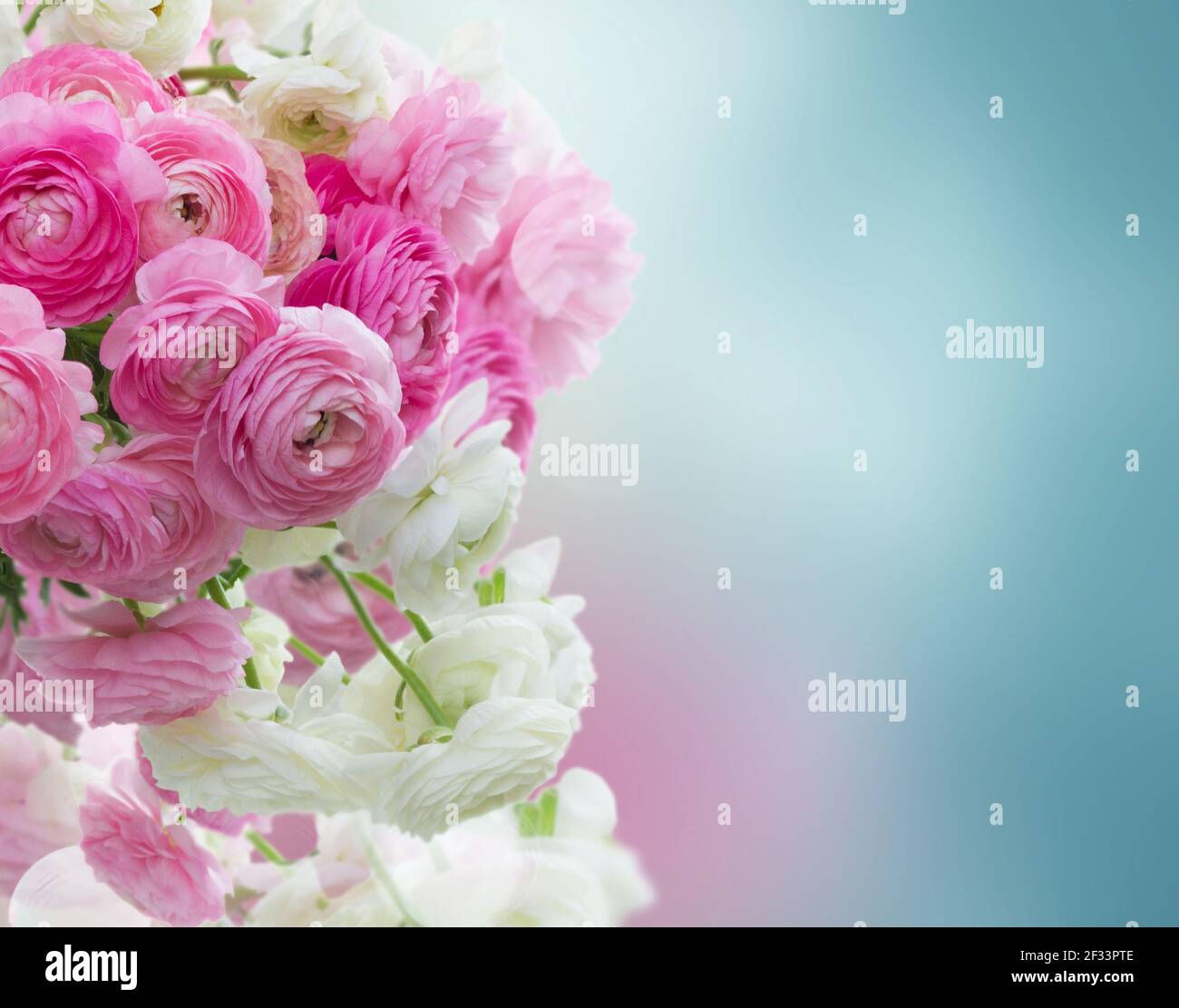 Fleurs renoncule rose et blanc Photo Stock - Alamy