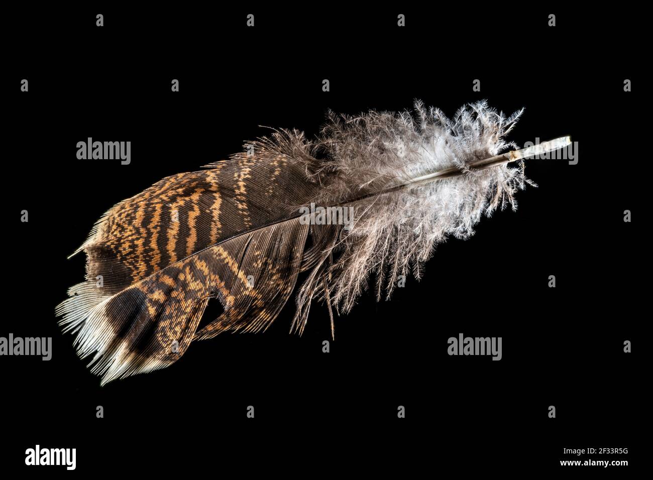 4 Paires De Plumes De Dinde Arrière Authentiques - Multicolores, Pour Montage De Mouches, Artisanat