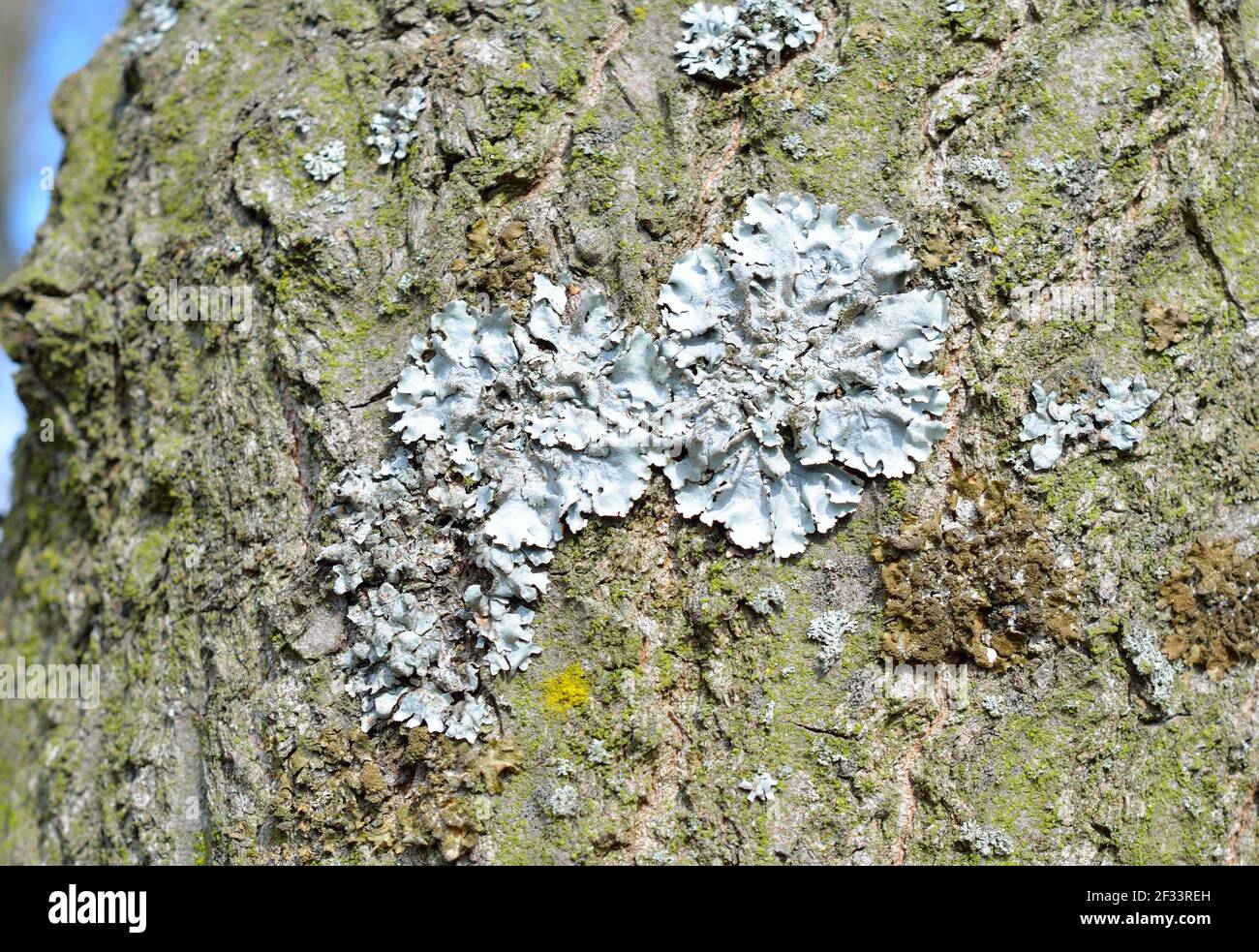 Flavoparmelia caperata. Lichen sur l'écorce d'un arbre. Banque D'Images