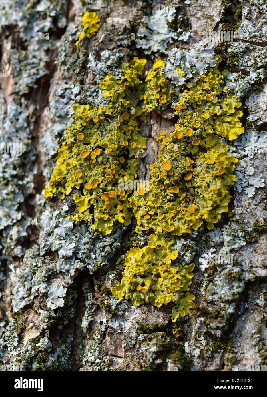 Xanthoria parietina est un lichen foliaire ou feuillu. Lichen orange, échelle jaune, lichen solaire maritime, lichen côtier Banque D'Images