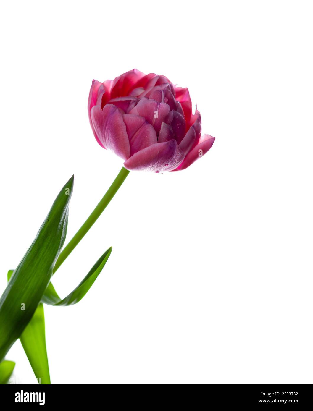 Tulipe rose isolée sur fond blanc. Fleur en tissu éponge pour la lumière. Bourgeon, tige et feuilles. Copier espace Banque D'Images