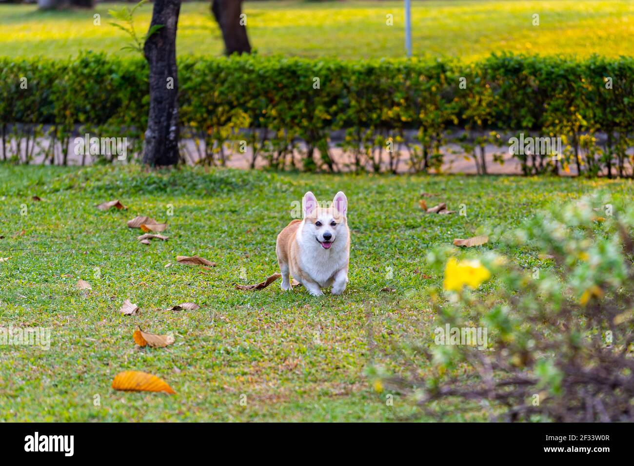 Bon chien de Corgi gallois jouant au parc en été heure Banque D'Images