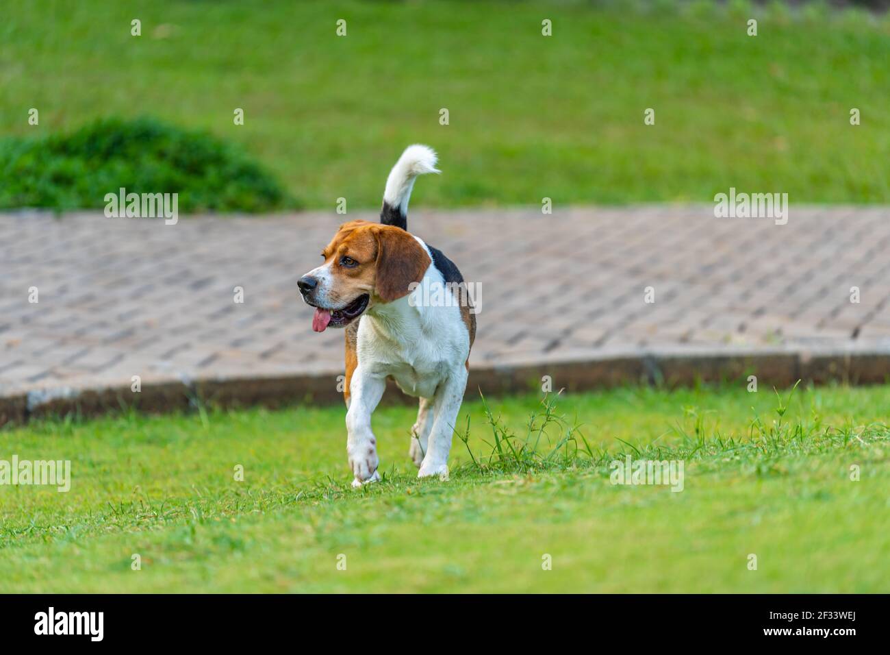 Un chien de beagle jouant sur l'herbe dans le parc extérieur Banque D'Images