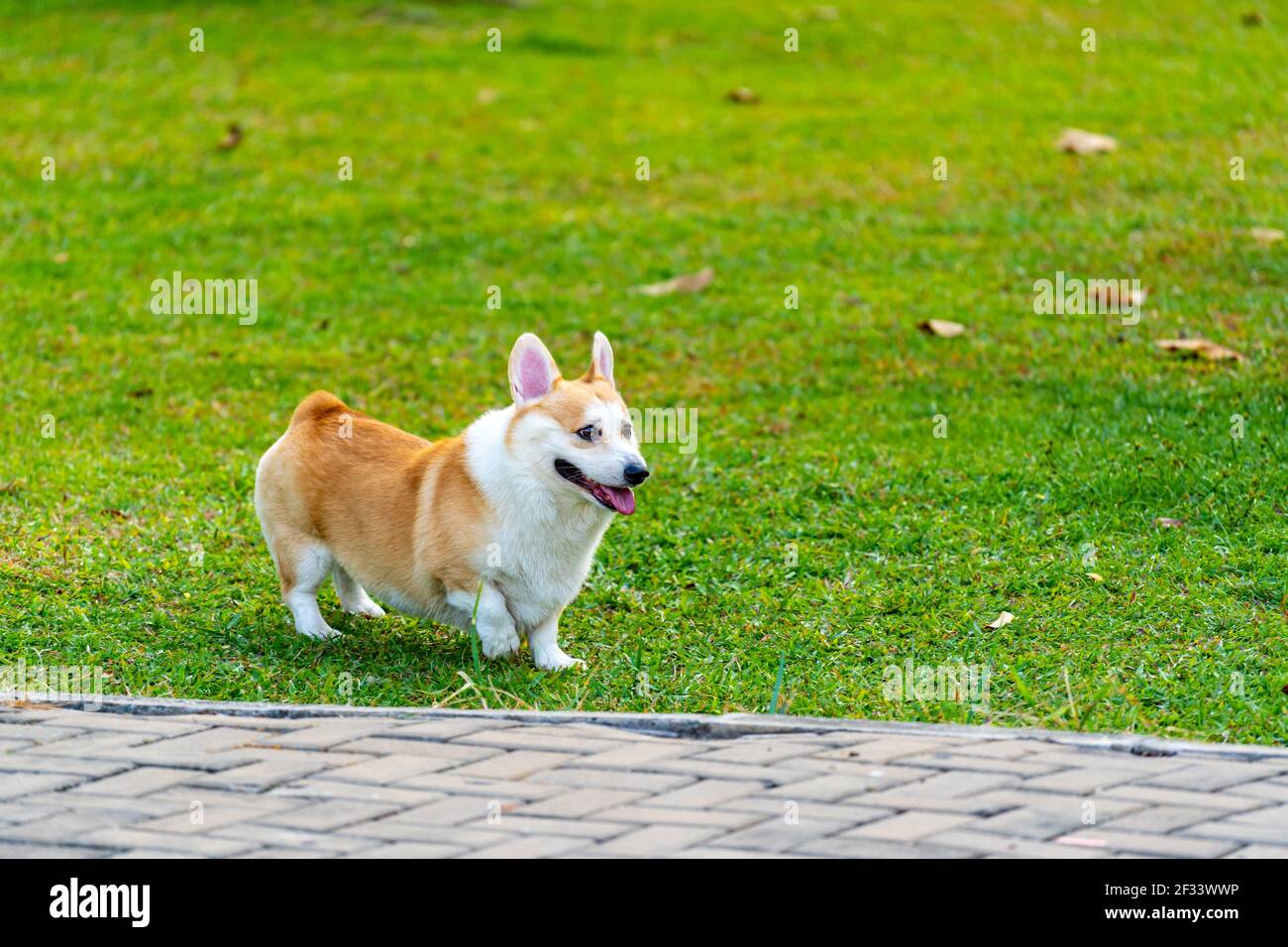 Adorable chien de Pembroke gallois Corgi jouant au parc d'été Banque D'Images