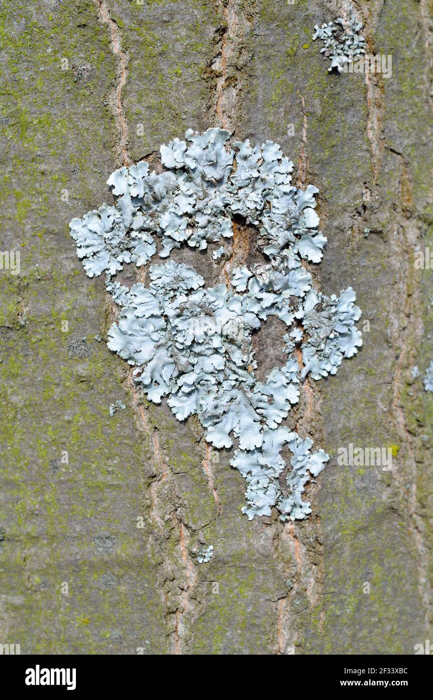 Flavoparmelia caperata. Lichen sur l'écorce d'un arbre. Banque D'Images