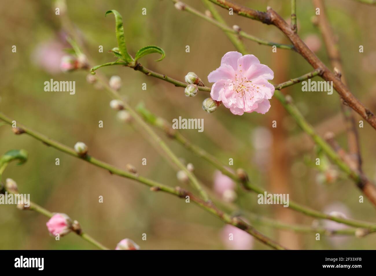 Gros plan de la fleur de pêche rose clair sur la branche de l'arbre Banque D'Images