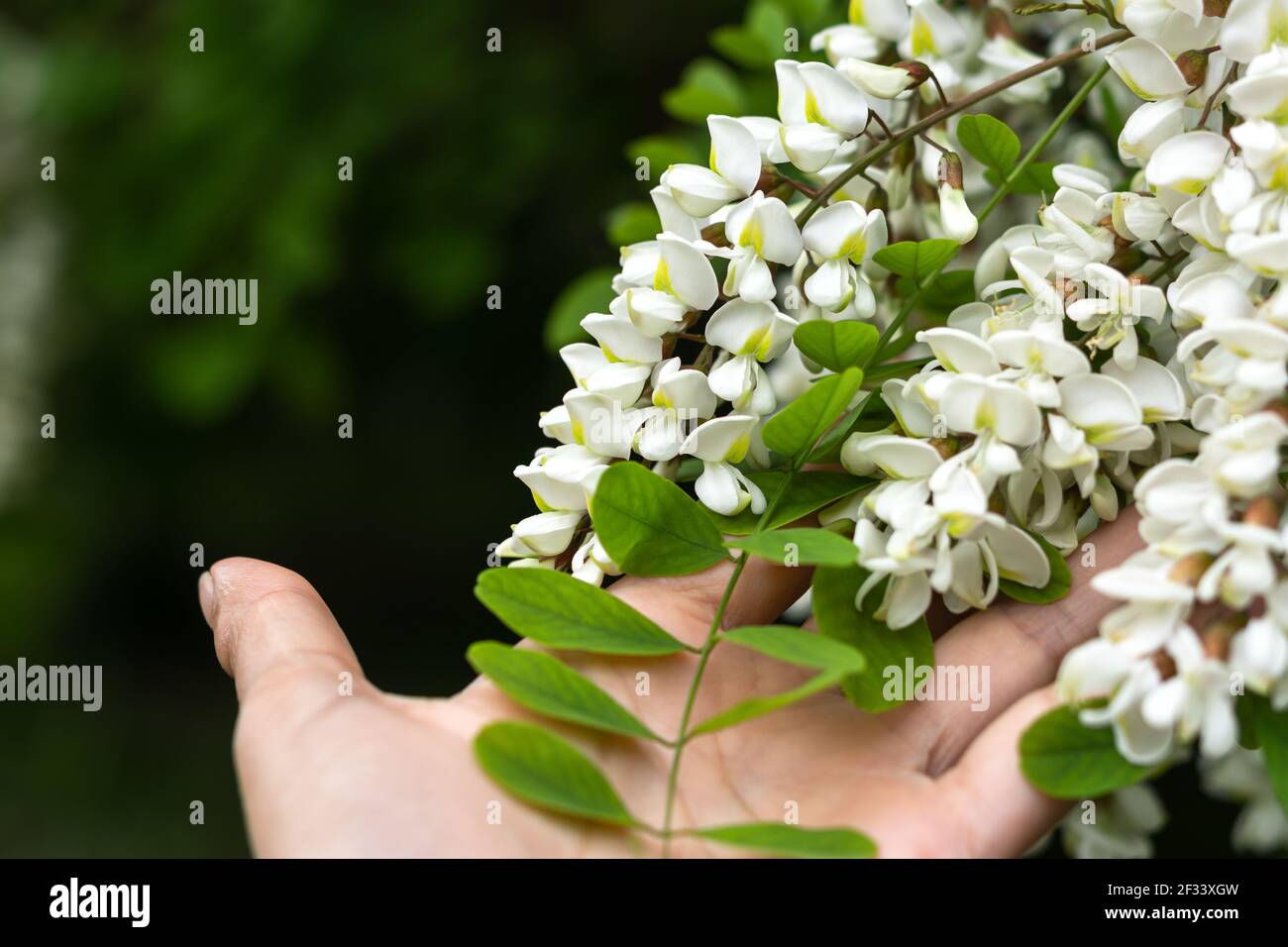 Fleurs d'acacia blanc lat. Robinia. Sur la main d'une femme gros plan. Collecte de fleurs pour la médecine alternative au mois de mai. Blanc bloo Banque D'Images Fleurs d'acacia blanc lat. Robinia. Sur la main d'une femme gros plan. Collecte de fleurs pour la médecine alternative au mois de mai. Blanc bloo Banque D'Images