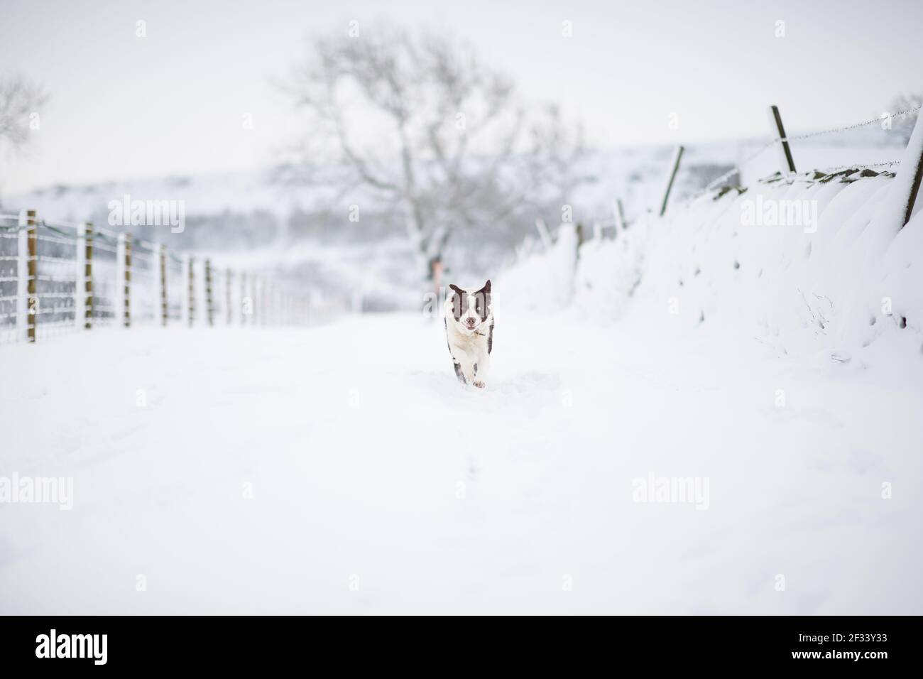 Border collie chien de berger courant dans la neige Banque D'Images