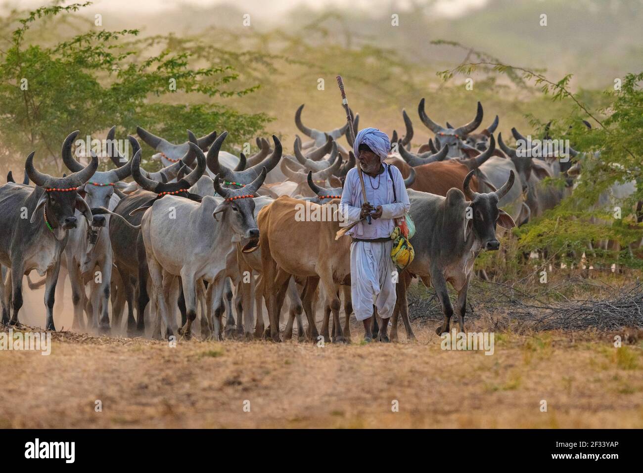 Le vieux Cowherd est un troupeau de vaches sur une route de boue, Gujarat, Inde Banque D'Images
