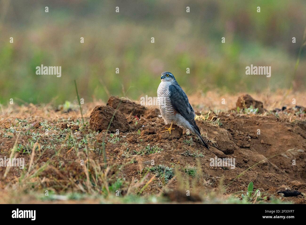 Sparrowhawk eurasien, Accipiter nisus, femelle, Pune. Petit faucon à longue queue avec ailes larges et arrondies Banque D'Images