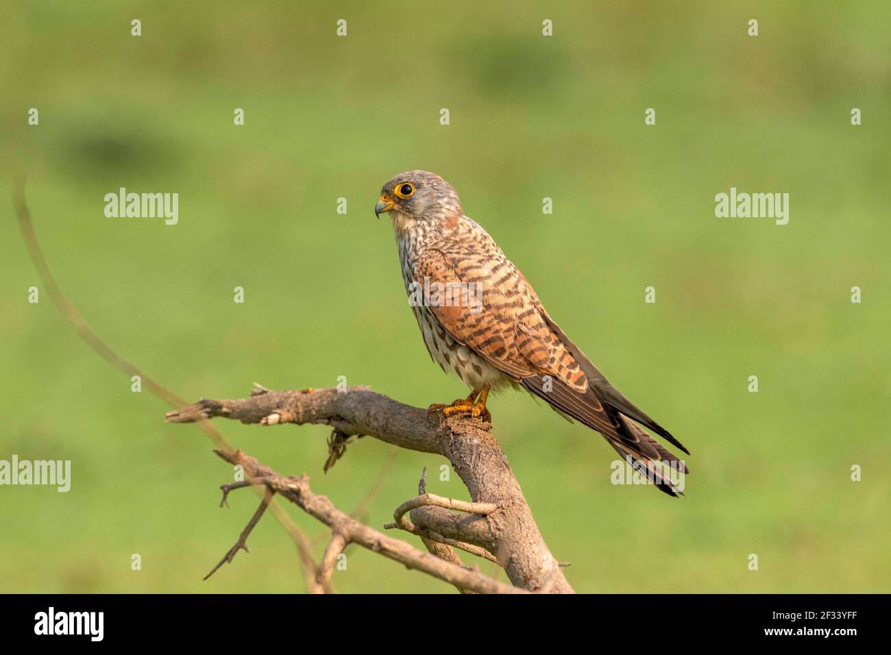 Petit Kestrel, Falco naumanni, Femme, Pune. Forme très similaire au Kestrel eurasien. Banque D'Images