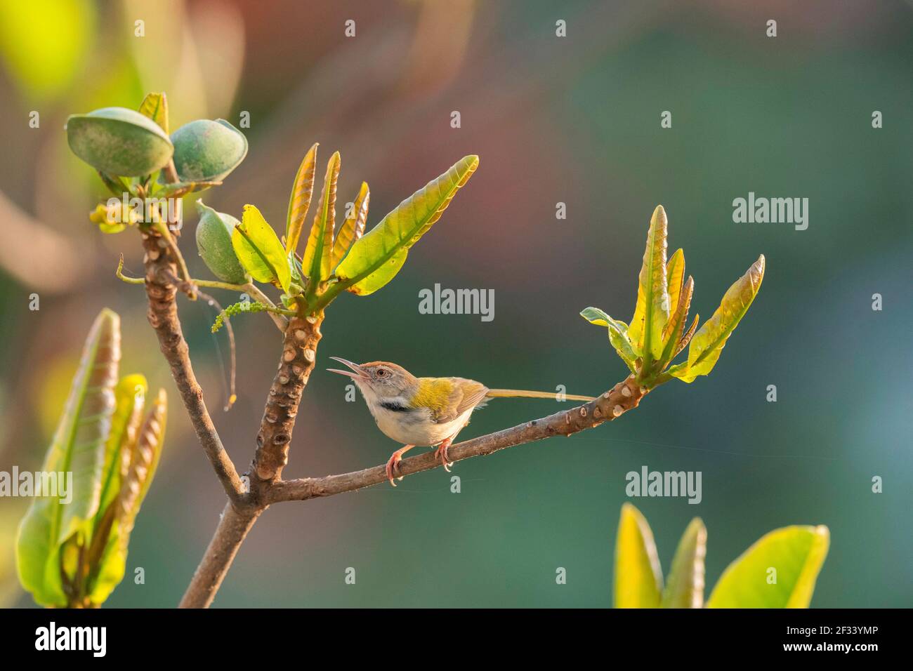 Oiseau de queue, Orthotomus sutorius, Pune. Populaire pour son nid fait de feuilles cousues ensemble Banque D'Images