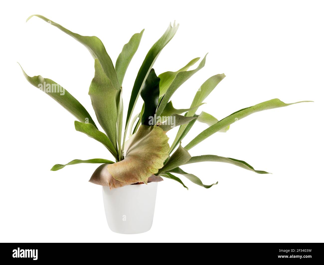 Frondes aplaties distinctives d'une plante en pot Platycerium bifurcatum ou Fougères ornementales de Staghorn dans une vue latérale isolée sur blanc avec espace de copie Banque D'Images