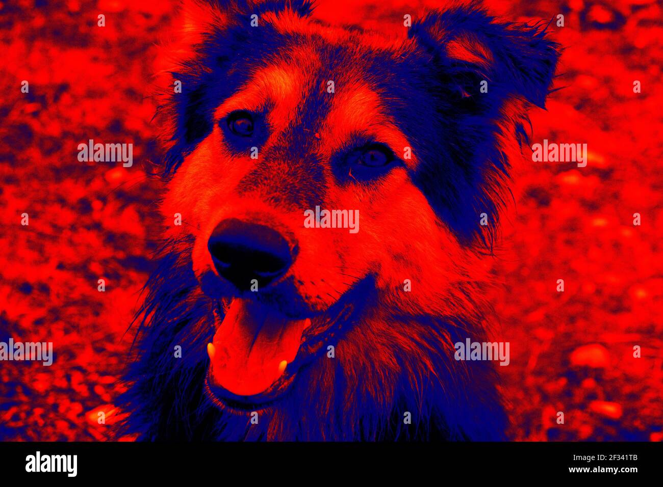 Portraits de chiens. Analyse de la température corporelle de l'animal à l'aide d'une caméra infrarouge Banque D'Images
