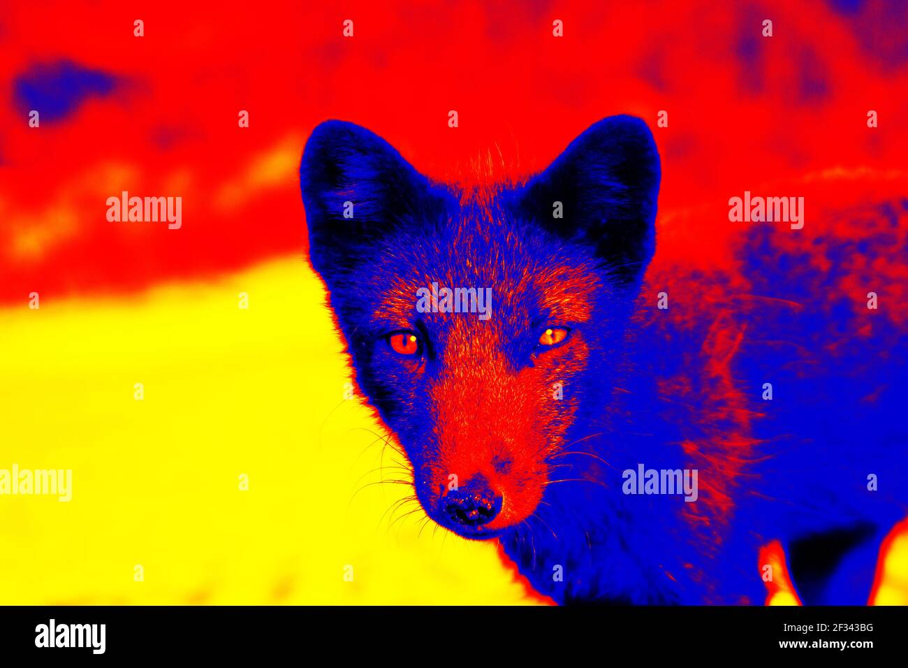 Blue Fox dans la caméra infrarouge scientifique de haute technologie. Animaux et température dans des conditions cachées Banque D'Images