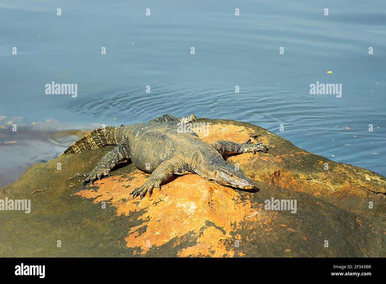 Surveiller le lézard (moniteur d'eau asiatique, kabaragoya, Varanus salvator salvator) bronzer sur un rocher sur la rive. Sous-espèce endémique au Sri Lanka Banque D'Images