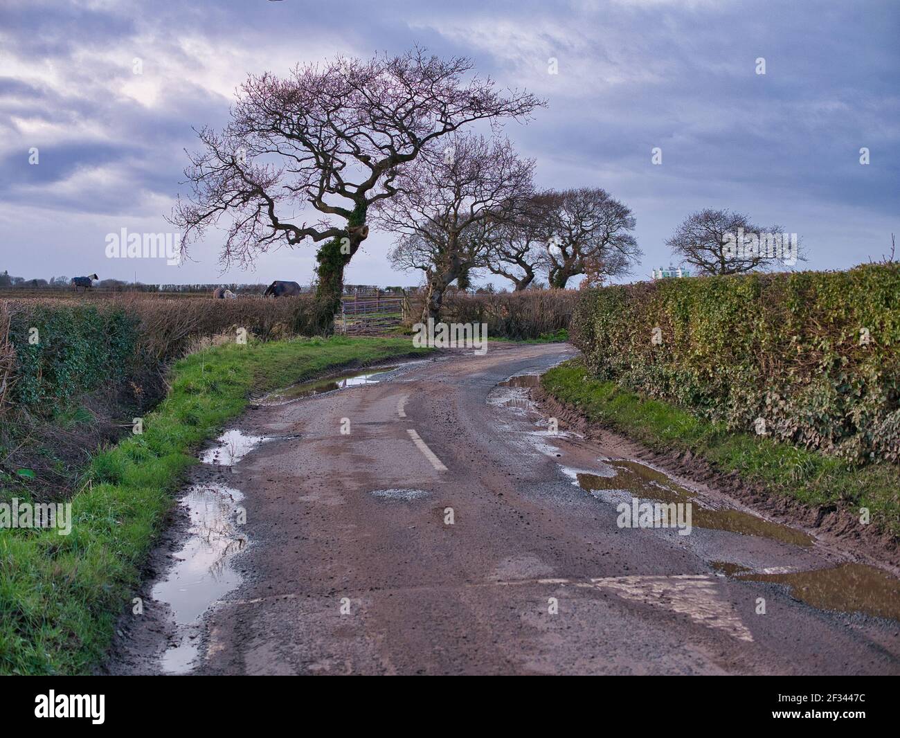 En hiver, de l'eau stagnante dans des trous de pot sur une section endommagée de la voie de campagne dans le nord-ouest du Royaume-Uni. Banque D'Images