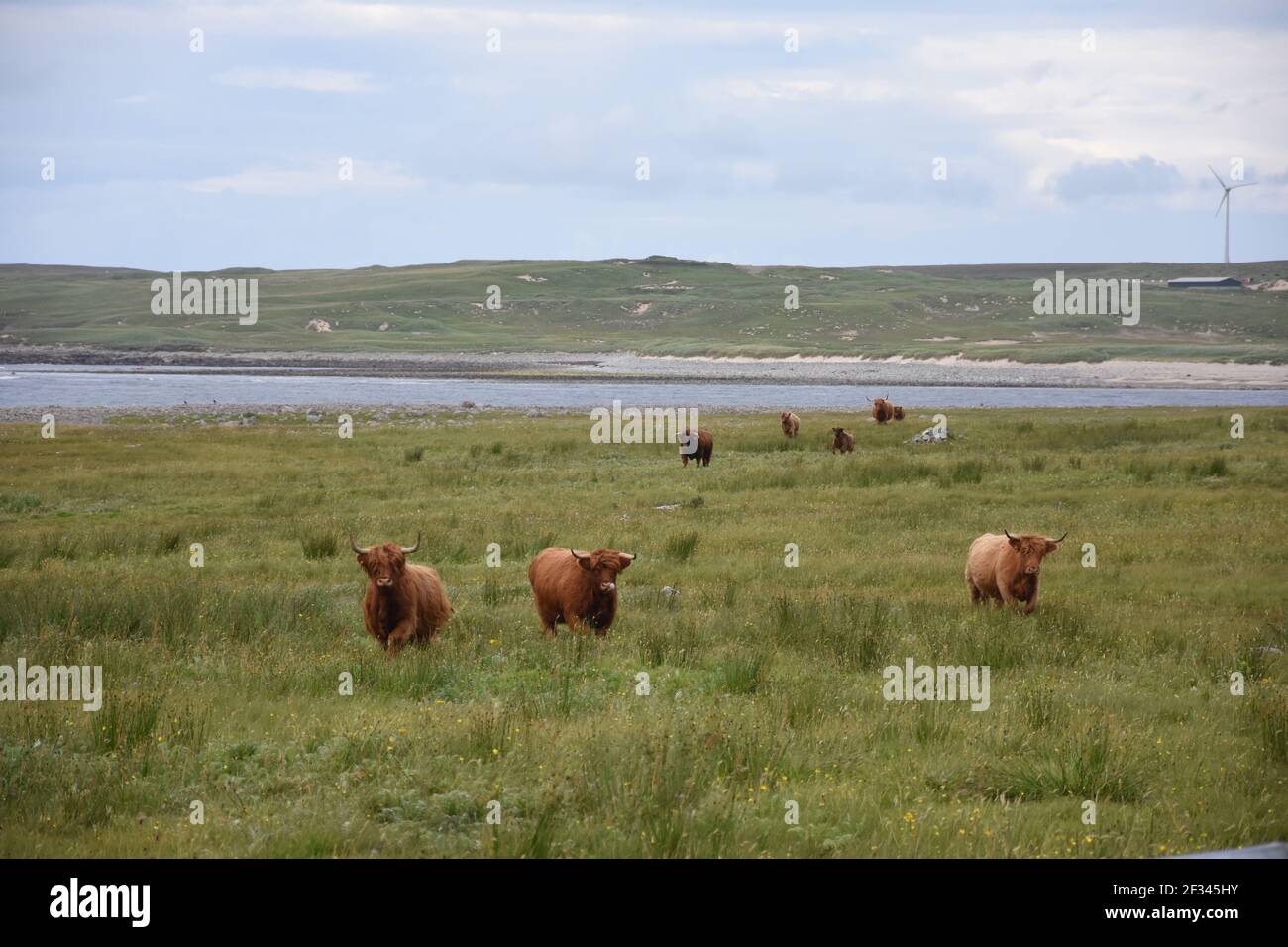 Highland Cattle, île de Lewis, îles de l'Ouest Banque D'Images