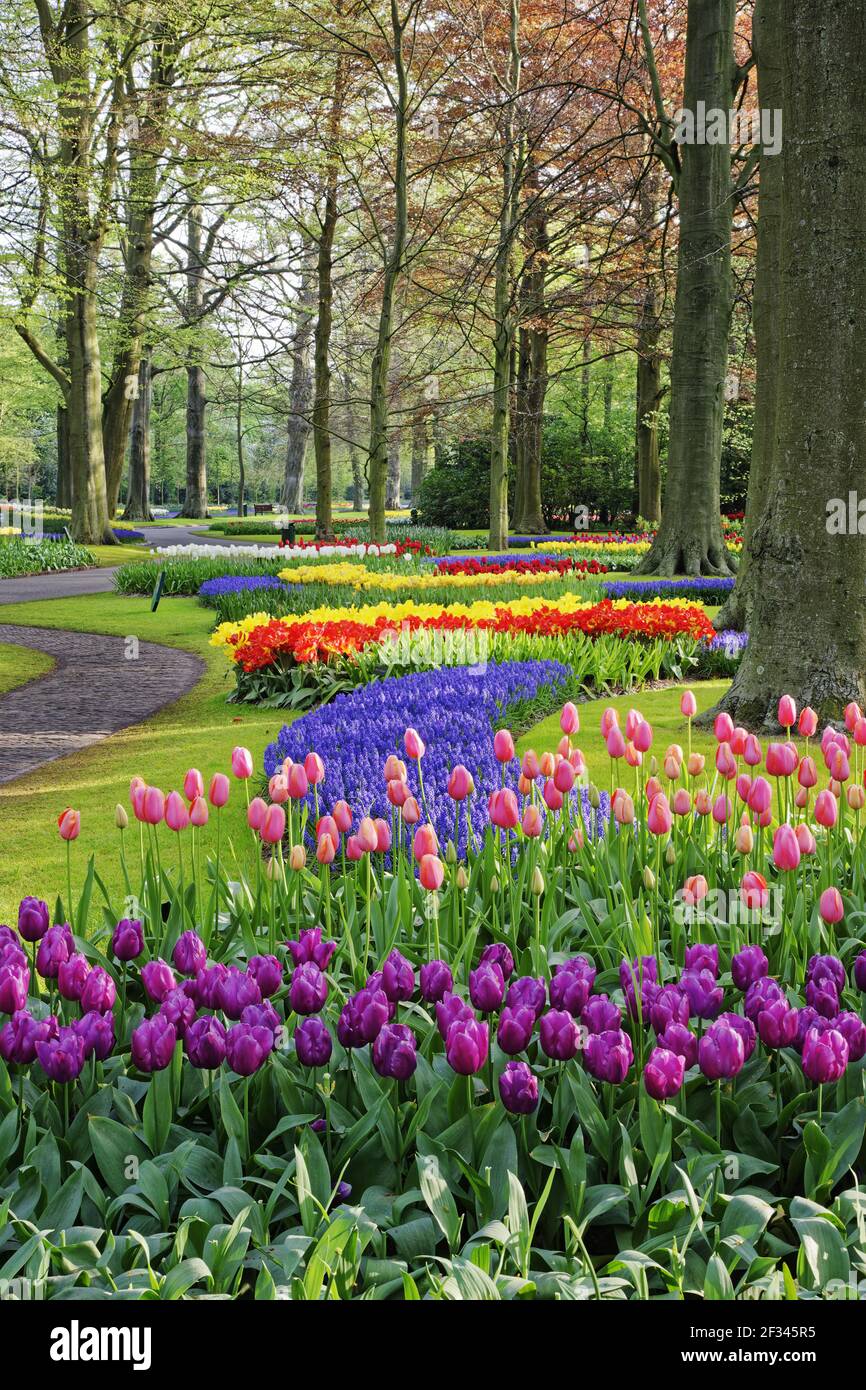 Jardins de Keukenhof dans les lits de SpringTulip et autres fleurs de  printemps pays-Bas PL001498 Photo Stock - Alamy