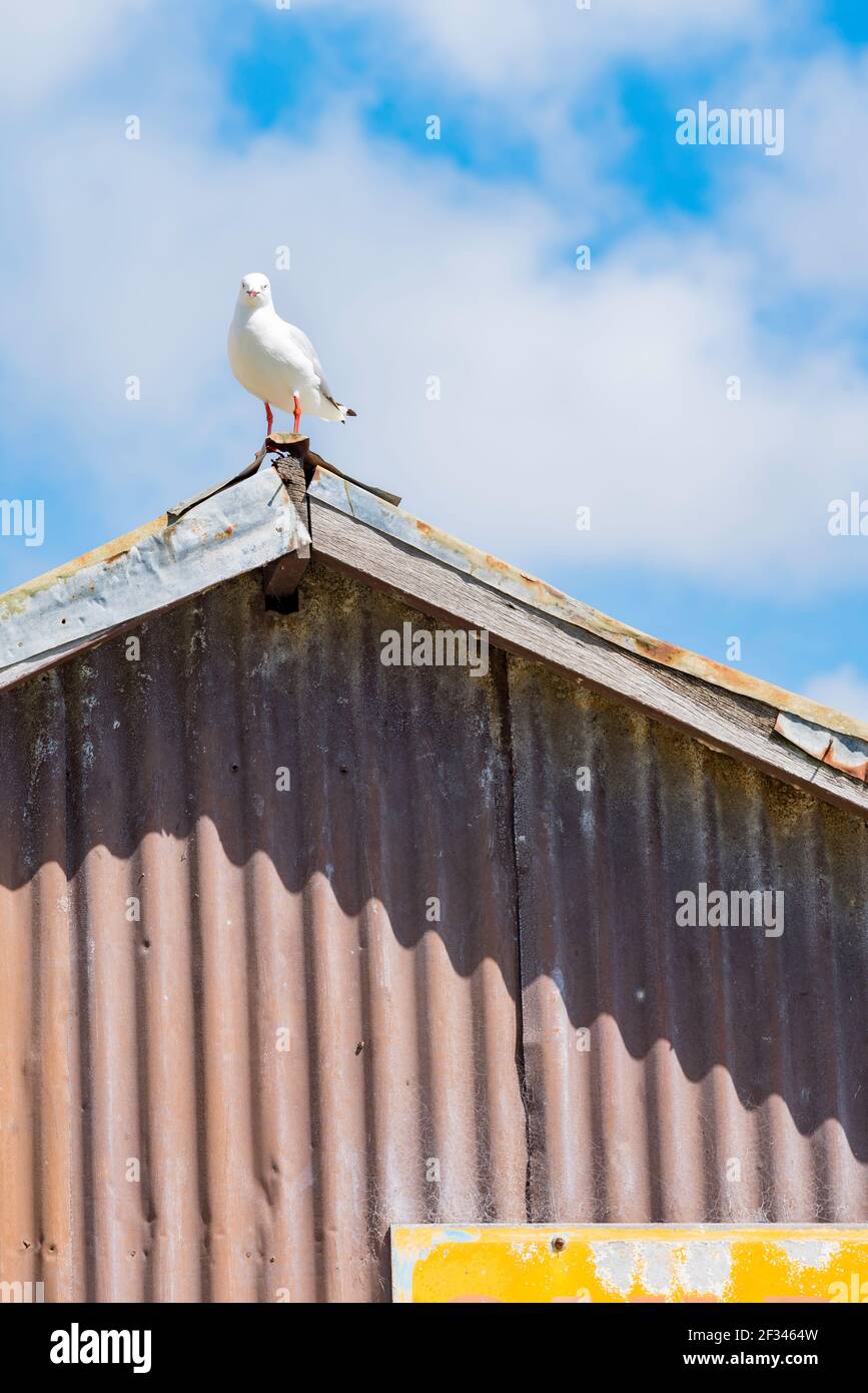 Un mouette se trouve au sommet d'un toit de hanche Au-dessus d'un vieux hangar en fer rouillé ou d'un bâtiment au lac Conjola sur la côte sud de la Nouvelle-Galles du Sud en Australie Banque D'Images