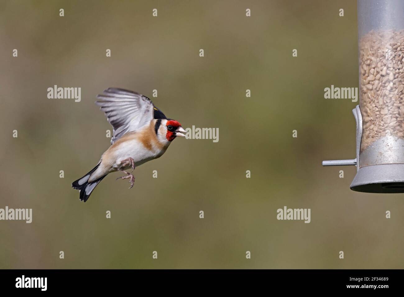 Goldfinch européen volant à un mangeoire à oiseaux Forêt de Dean ROYAUME-UNI Banque D'Images Goldfinch européen volant à un mangeoire à oiseaux Forêt de Dean ROYAUME-UNI Banque D'Images