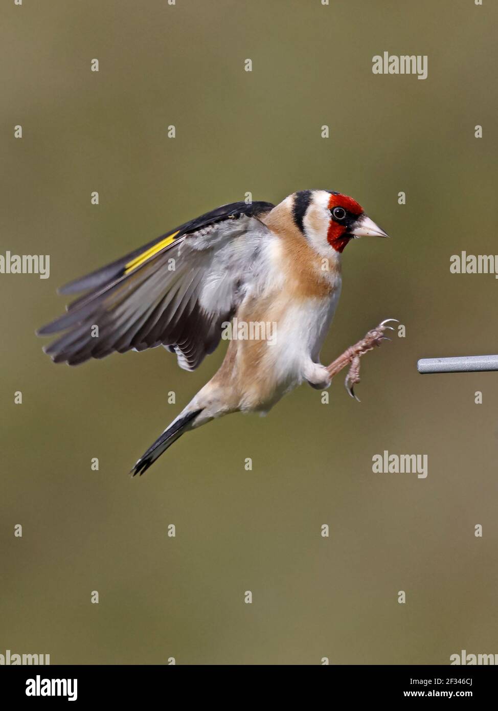 Goldfinch européen volant à un mangeoire à oiseaux Forêt de Dean ROYAUME-UNI Banque D'Images Goldfinch européen volant à un mangeoire à oiseaux Forêt de Dean ROYAUME-UNI Banque D'Images